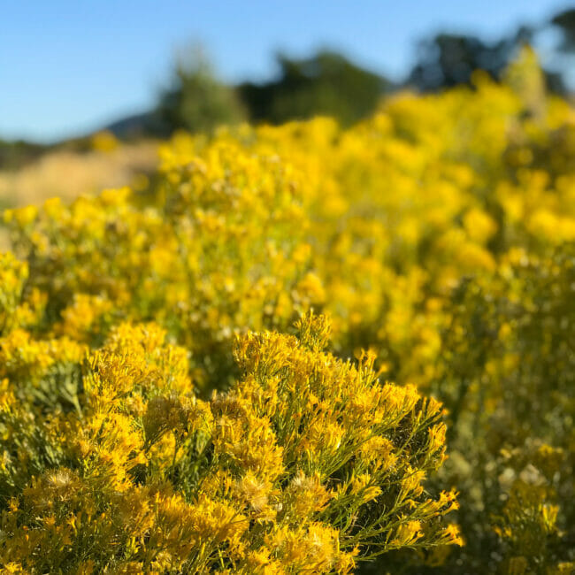 golden flowers