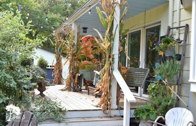 porch with cornstalks