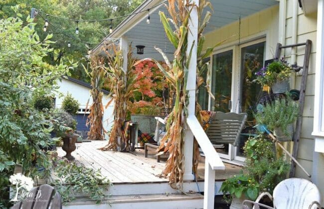 porch with cornstalks