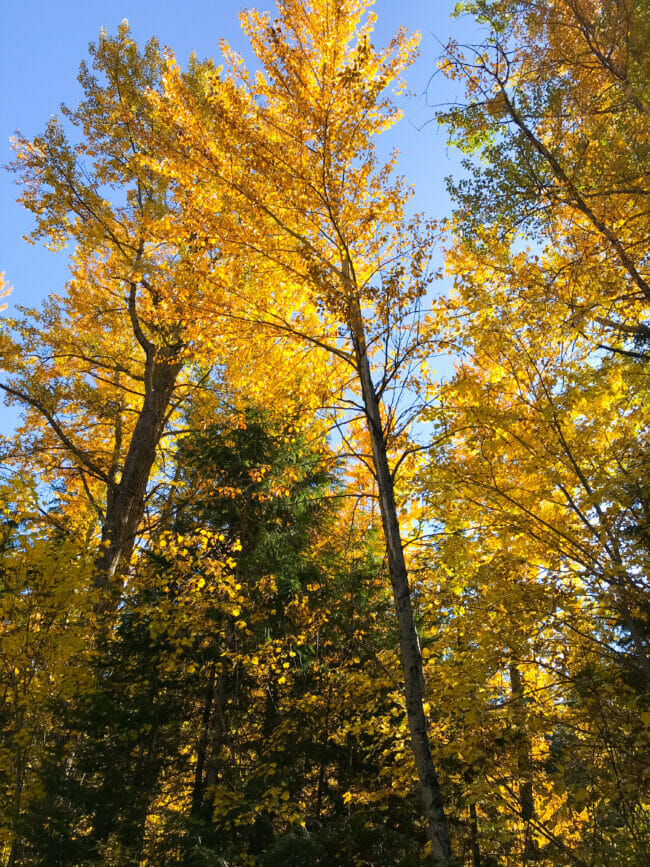 Golden leaves on trees in Glacier National Park