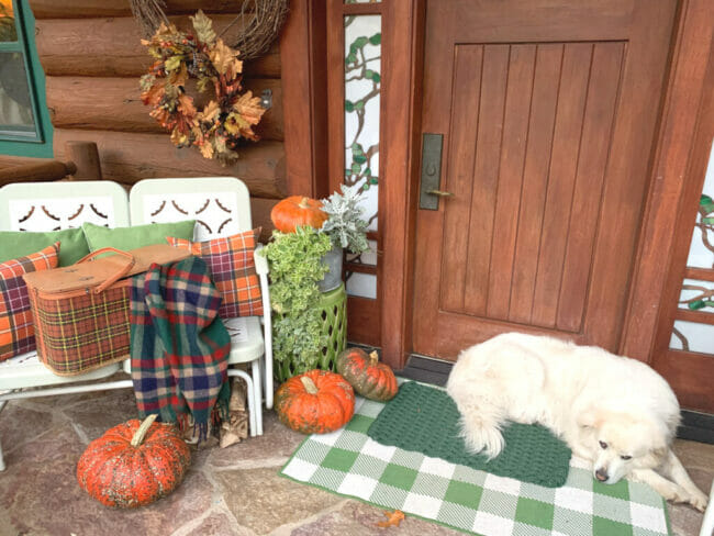 porch with white dog