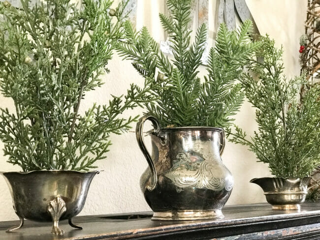 three mini pine trees in silver pots