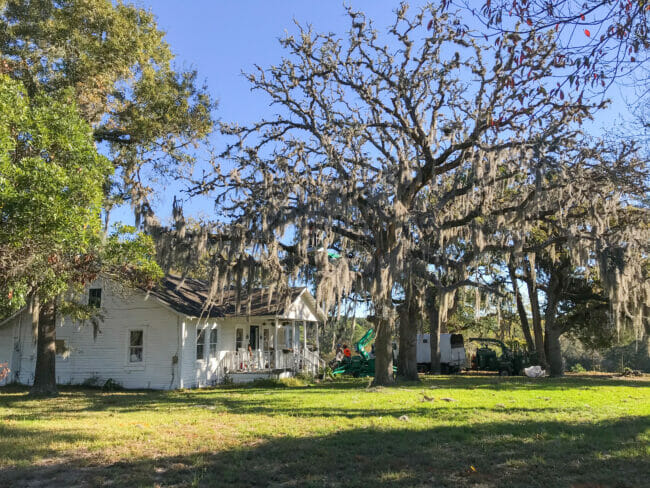 white farmhouse with 2 extra large dead trees in front