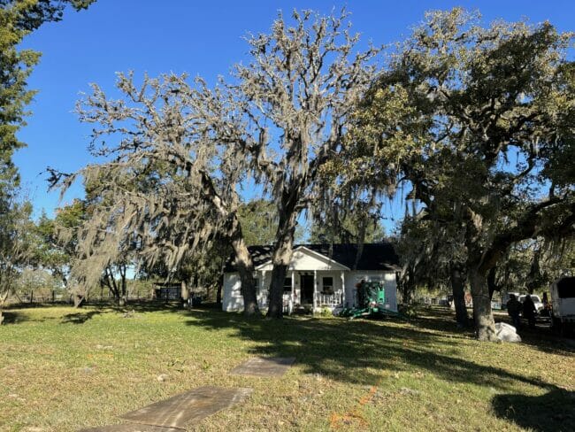 huge trees with white house