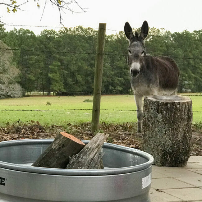donkey with fence and firepit
