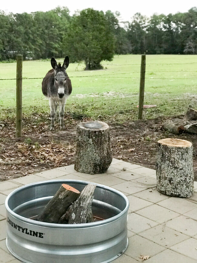 Donkey at fence looking at firepit