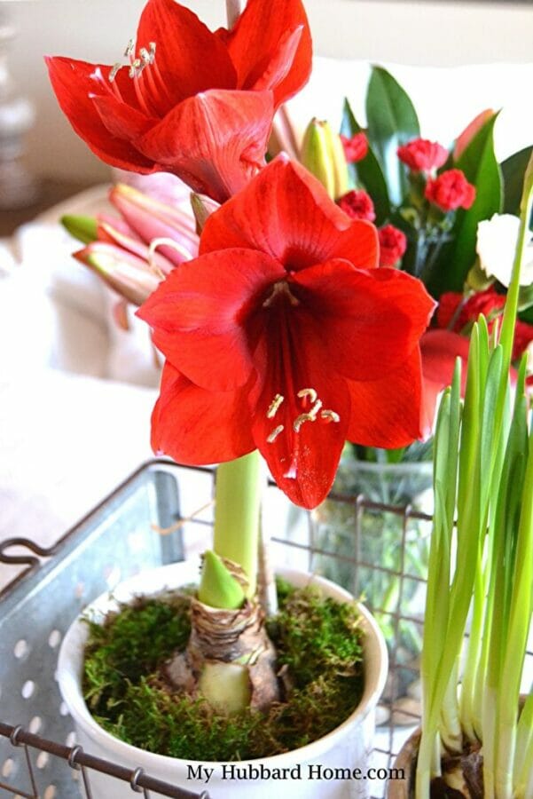 red amaryllis plant