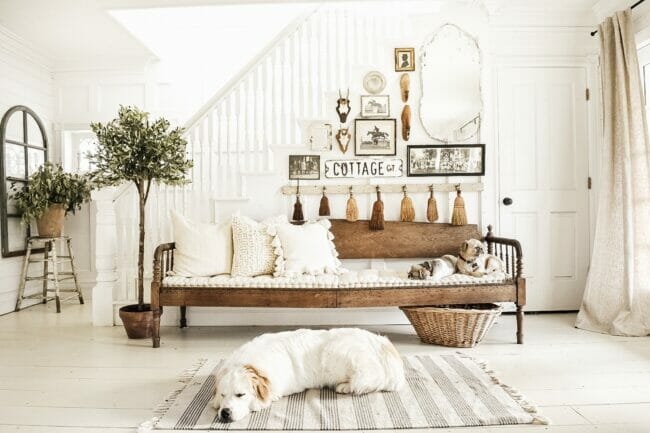 long bench, dog on rug, tree in left corner with wall collage