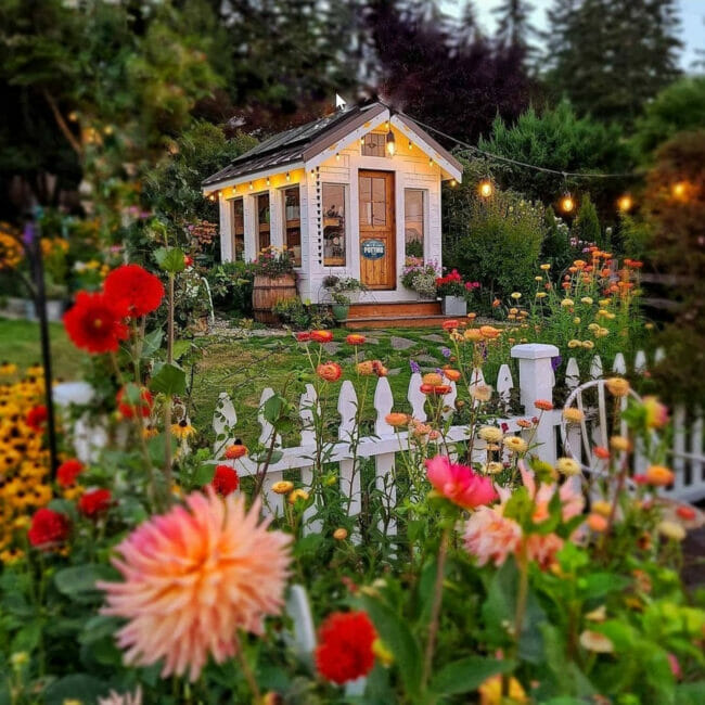 garden shed with picket fence and yard of flowers