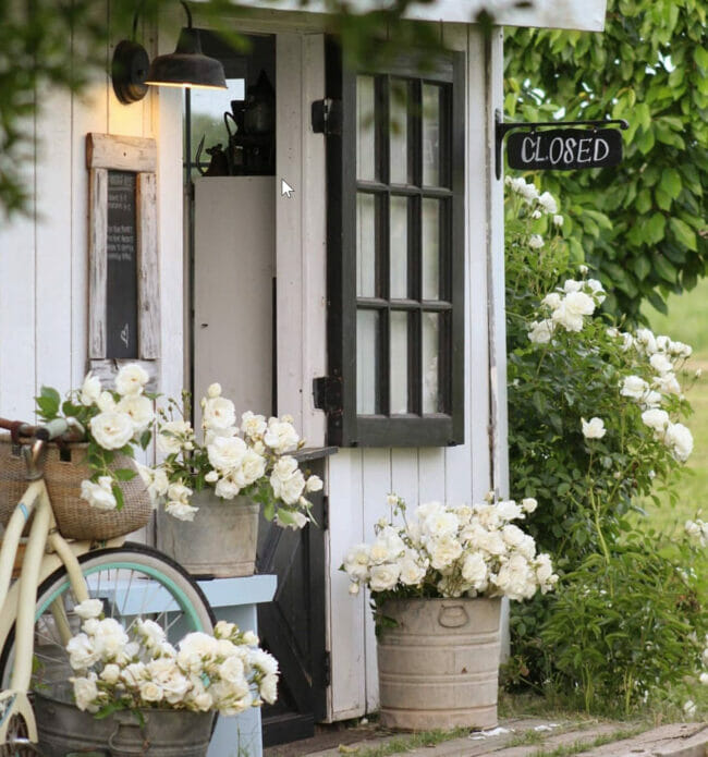 outdoor shed with white blooms on bike and in bucket