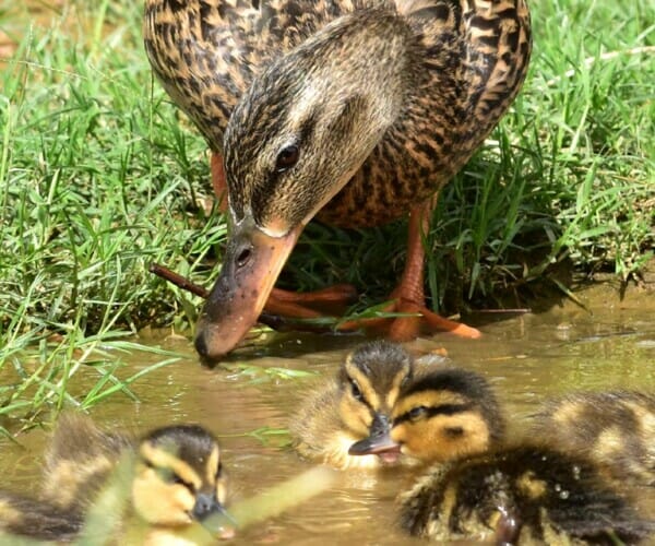 baby ducks with momma
