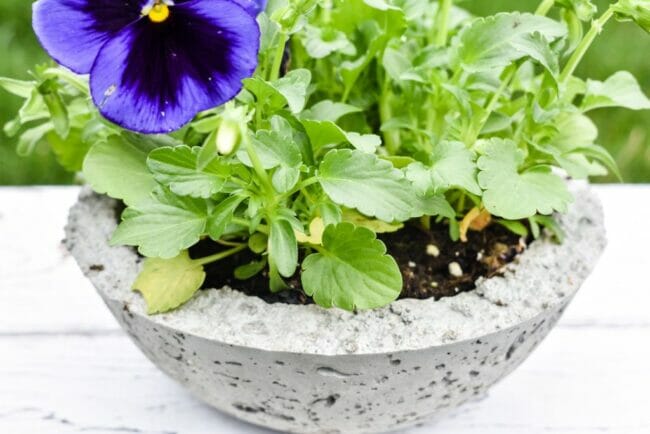 concrete bowl with purple plant