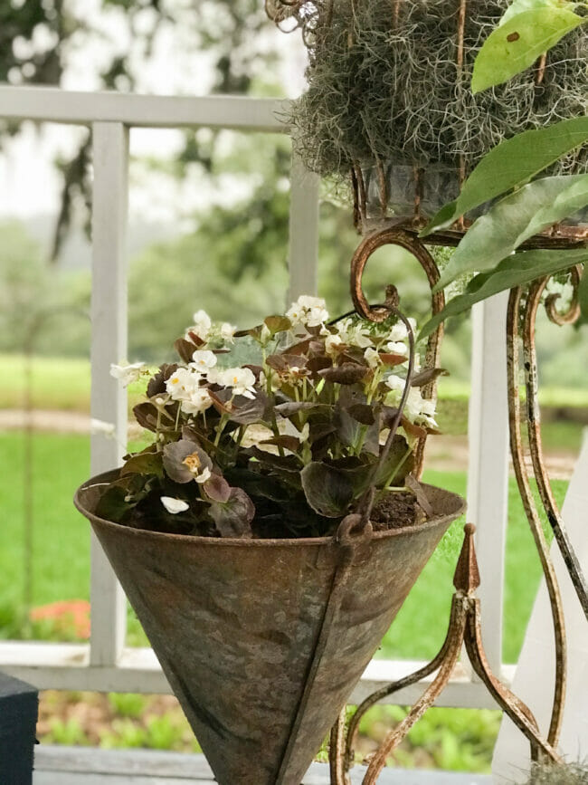 vintage cone as planter