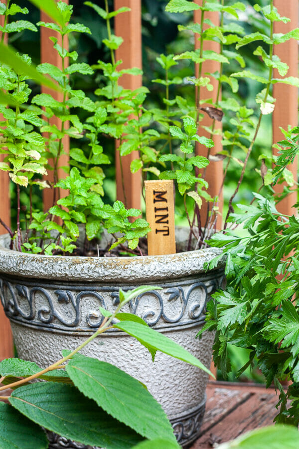 mint in pot with marker