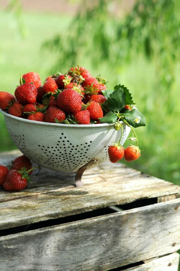 colander of fresh strawberries