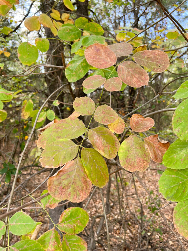 fall leaves on a tree branch