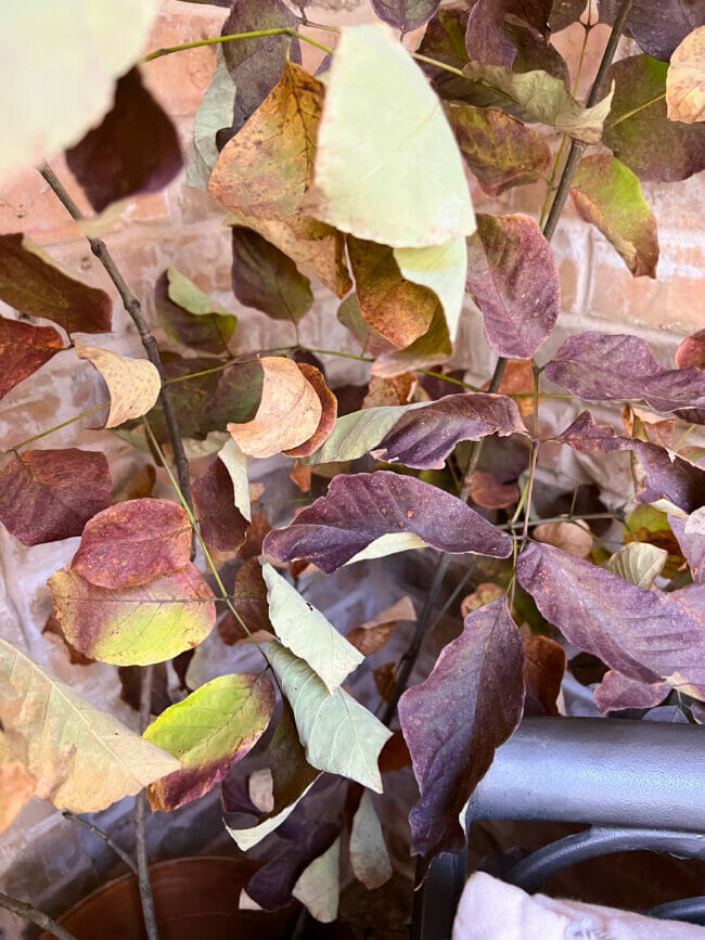 purple fall branches