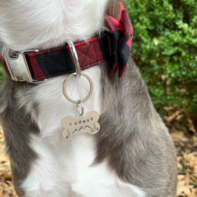 dog tag on neck of dog with red checked bow tie