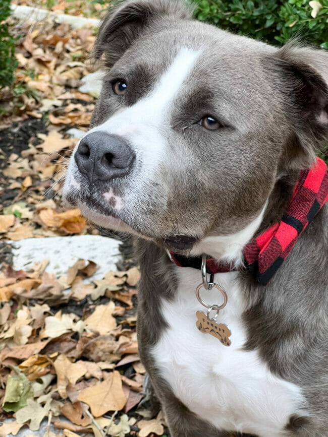 gray and white dog with red checked bow tie collar