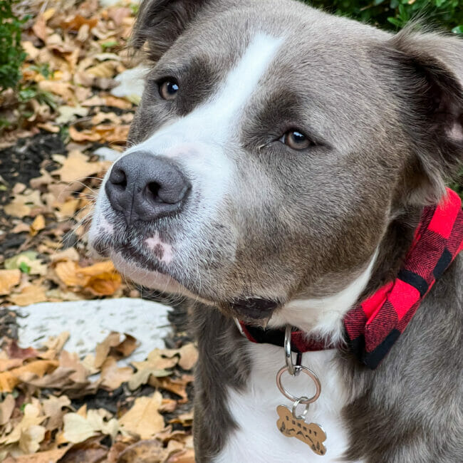 gray and white dog with red and black collar