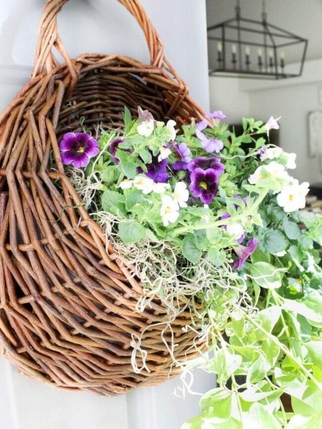 hanging basket with purple flowers