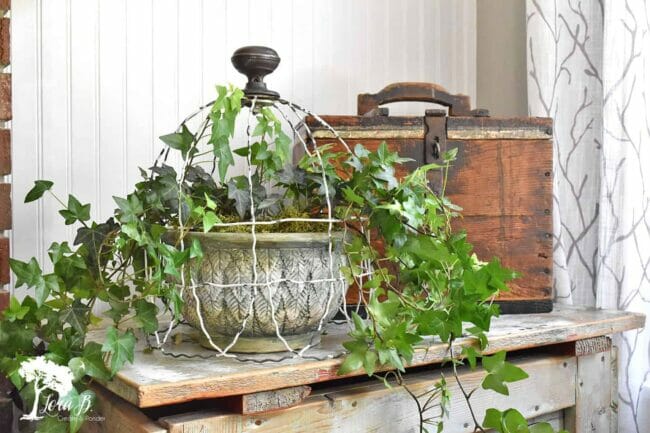 ivy with wire cloche and suitcase sitting on an old table