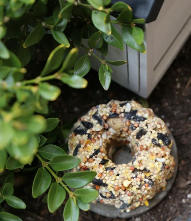 birdseed bundt cake with limbs