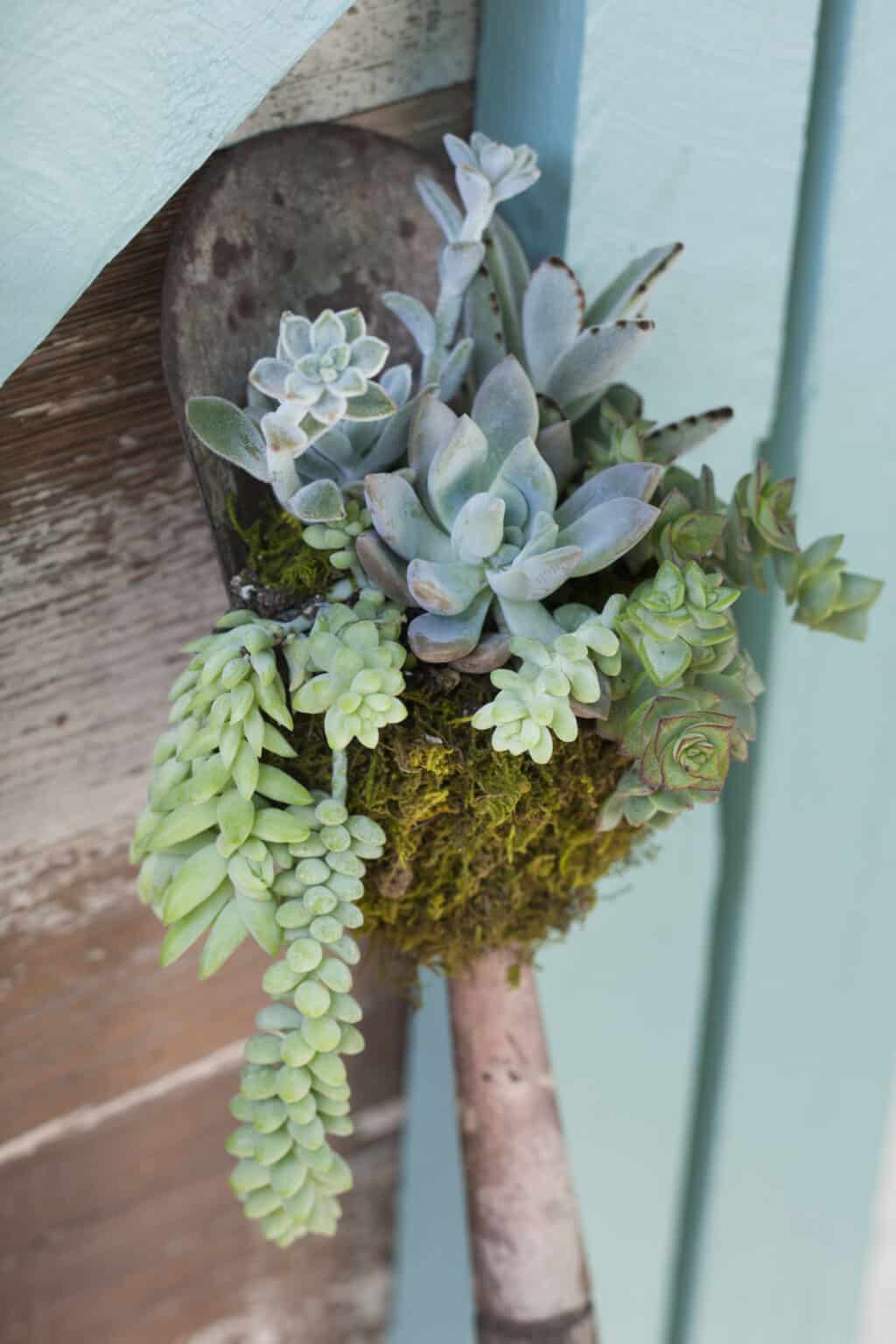 succulents on shovel