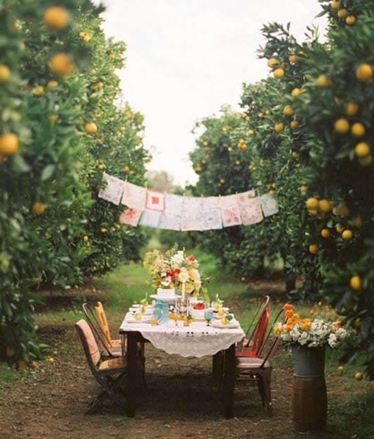 orchard with table, banners and flowers