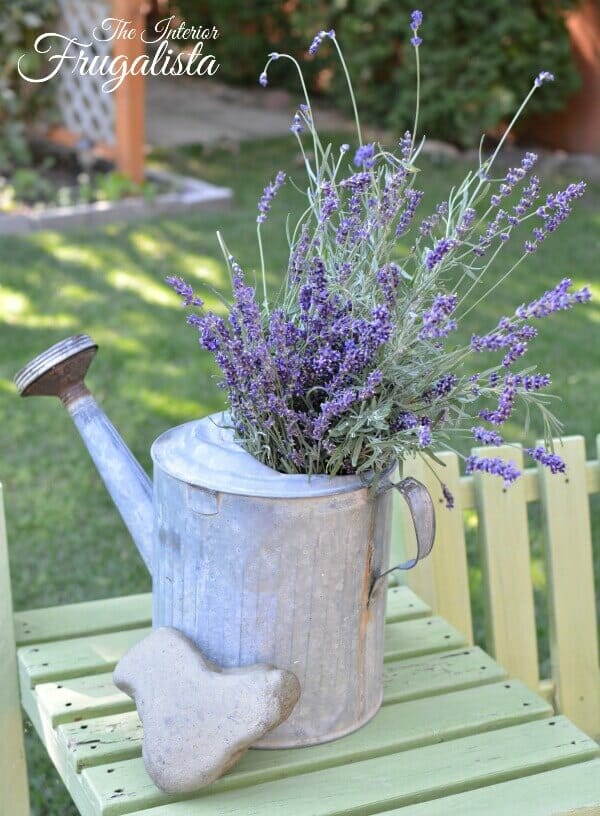 lavender in a watering can