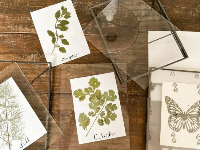 botanical prints with glass frames