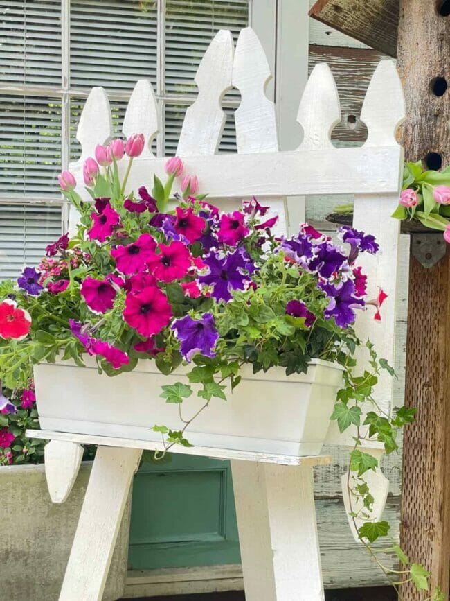white picket fence with pink and purple flowers