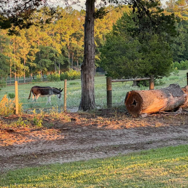 Donkey in pasture