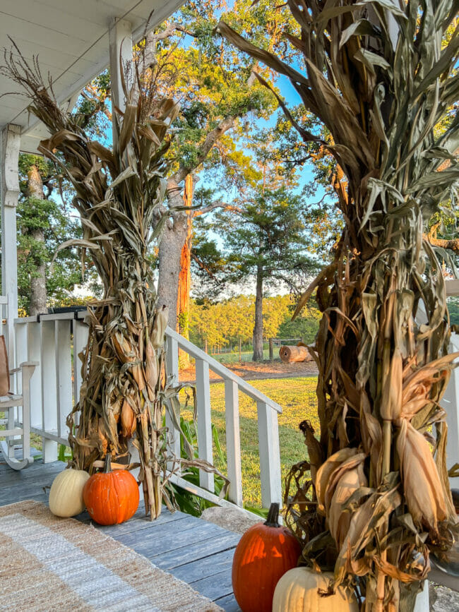 cornstalks with pumpkins on a porch