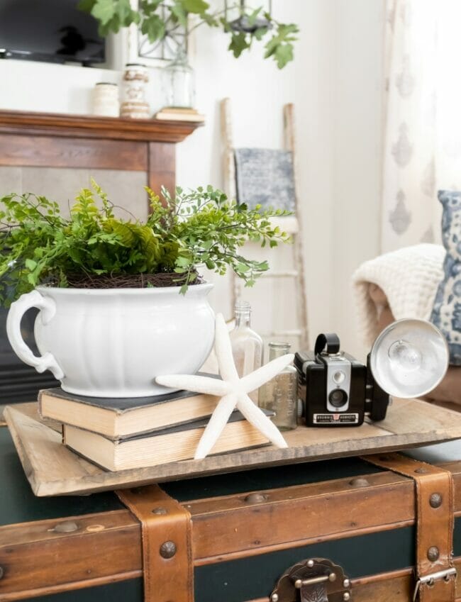 tray with plant, starfish and camera