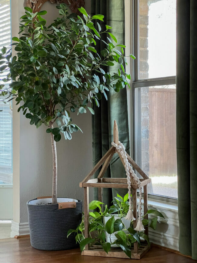 tree and plant on floor in front of window