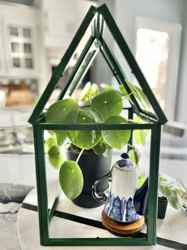 small green house with plant and blue and white teapot