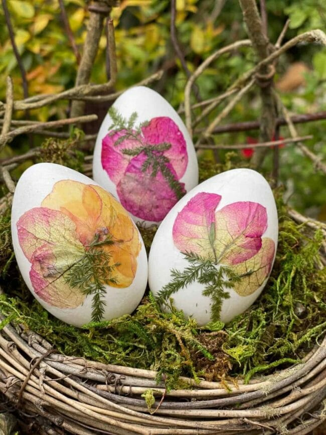 3 eggs with petals in nest