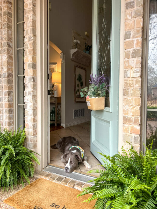 green door open with dog laying inside