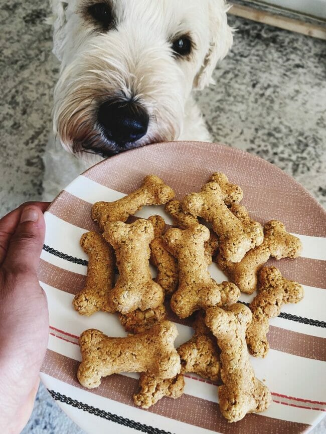 bone shaped dog treats on a plate with a white dog face staring at plate