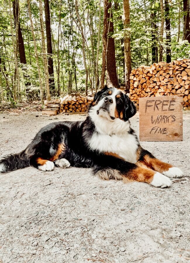 dog with sign in front of logs