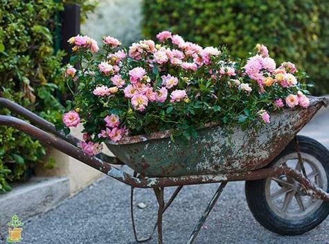 old wheelbarrow with roses
