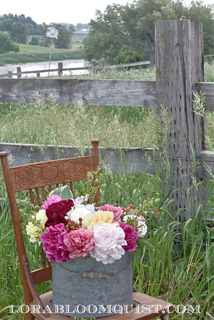 fresh Peonies on old chair in field with fence
