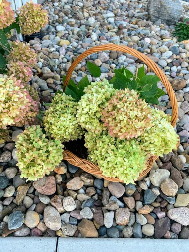 home grown hydrangeas in basket with rocks on ground