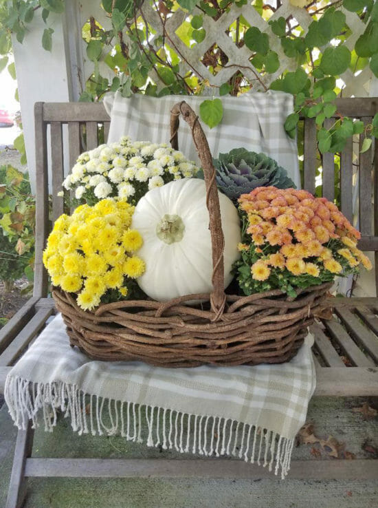 large basket on chair with white pumpkin and 4 colorful mums