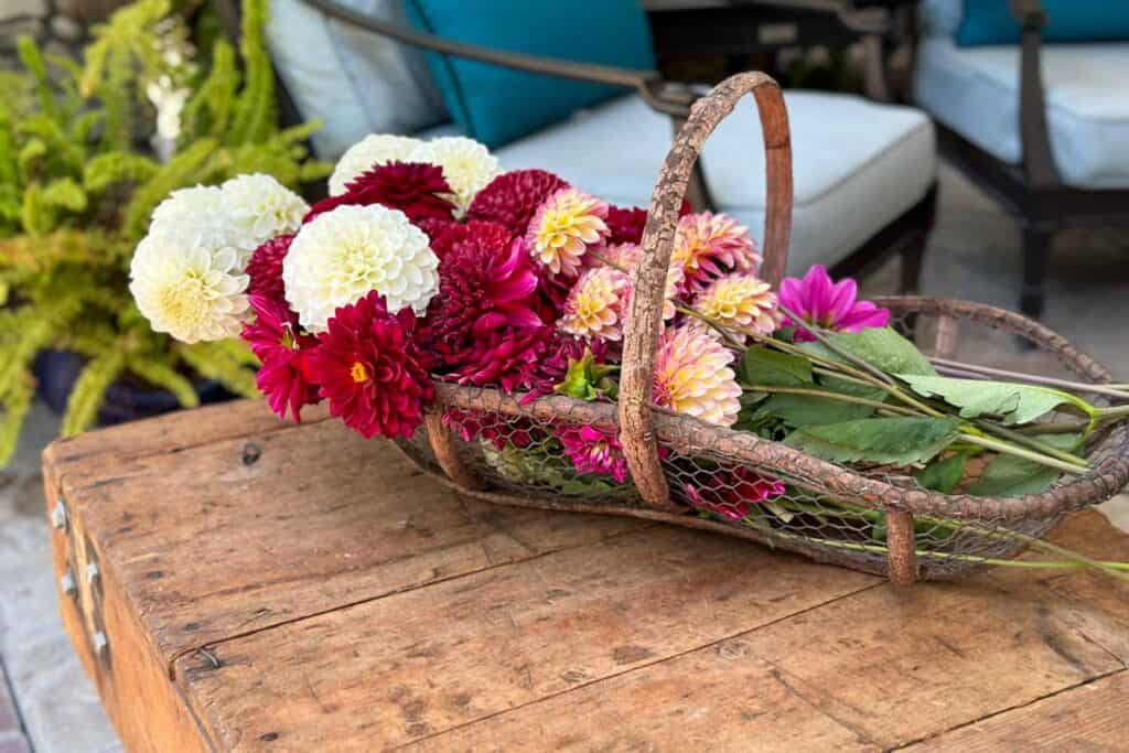 Dahlia's in basket sitting on pallet board table