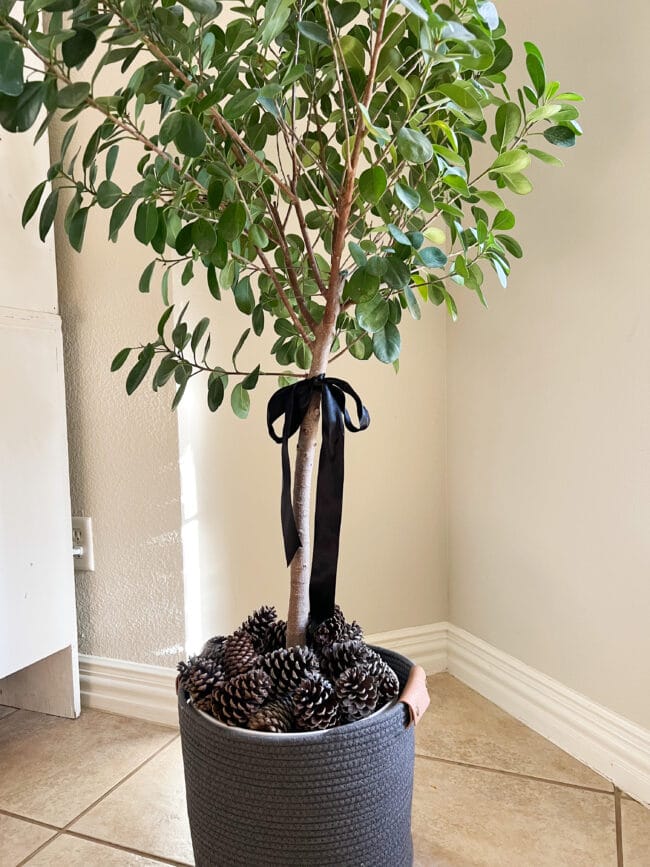 real tree with pinecones in basket and black bow tied around trunk of tree