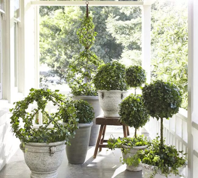 several outdoor topiaries grouped together on a porch