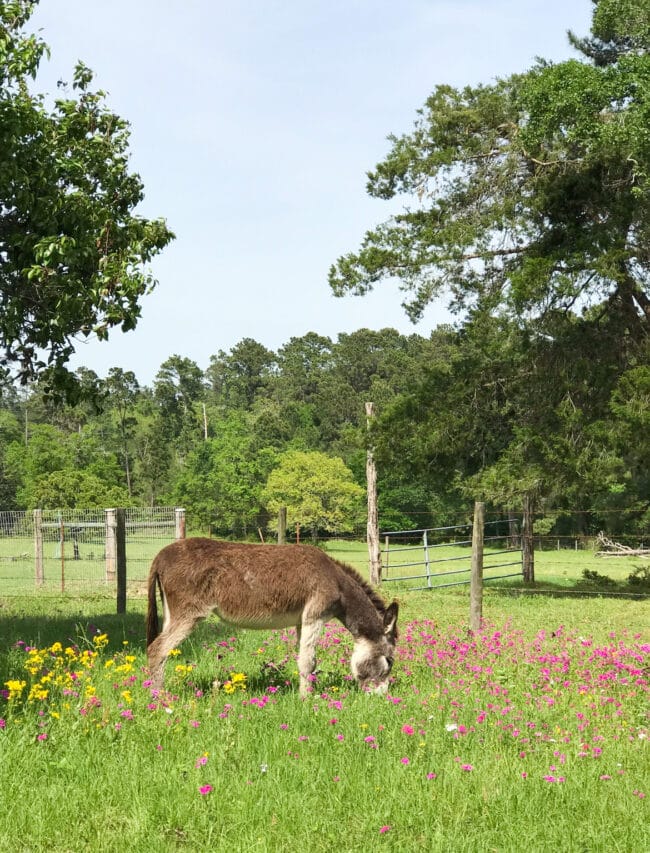 donkey eating in wildflowers