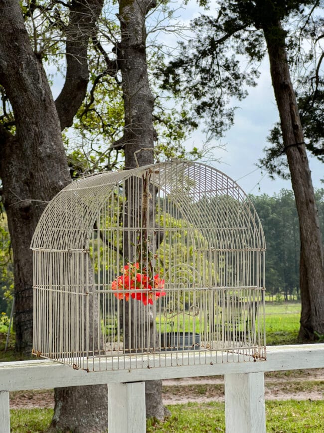 Indian Paintbrush wildflowers hanging inside vintage birdcage